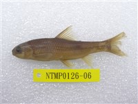 藏品(臺灣鏟頜魚)的圖片
